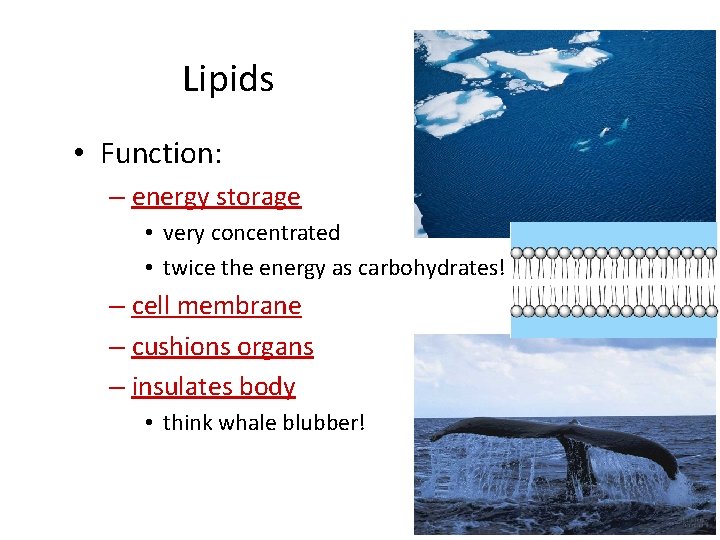 Lipids • Function: – energy storage • very concentrated • twice the energy as