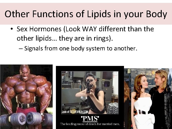 Other Functions of Lipids in your Body • Sex Hormones (Look WAY different than