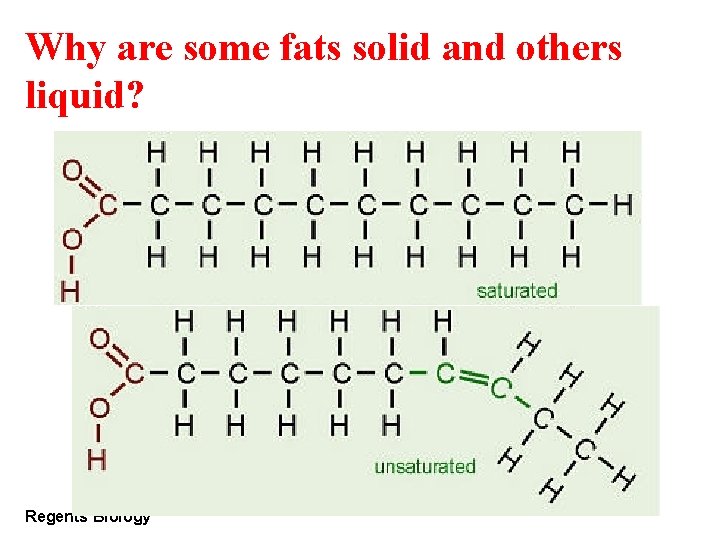 Why are some fats solid and others liquid? Regents Biology 