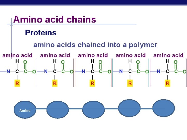 Amine Regents Biology 