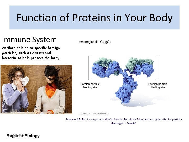 Function of Proteins in Your Body Immune System Antibodies bind to specific foreign particles,