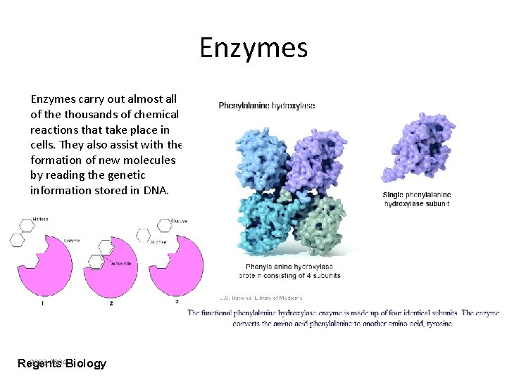 Enzymes carry out almost all of the thousands of chemical reactions that take place