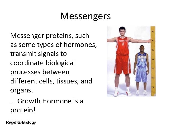 Messengers Messenger proteins, such as some types of hormones, transmit signals to coordinate biological