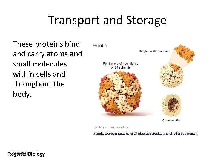 Transport and Storage These proteins bind and carry atoms and small molecules within cells