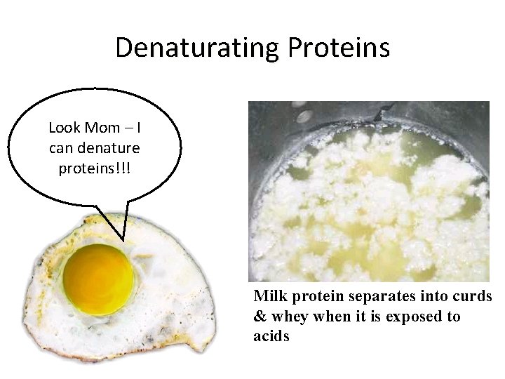 Denaturating Proteins Look Mom – I can denature proteins!!! Milk protein separates into curds