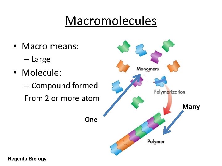 Macromolecules • Macro means: – Large • Molecule: – Compound formed From 2 or