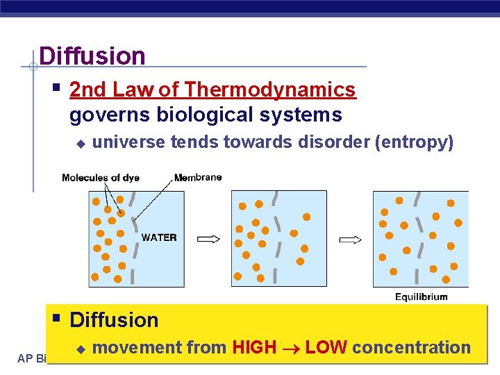 Diffusion § 2 nd Law of Thermodynamics governs biological systems u universe tends towards