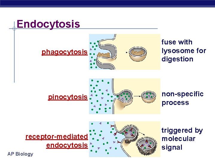 Endocytosis phagocytosis fuse with lysosome for digestion pinocytosis non-specific process receptor-mediated endocytosis triggered by