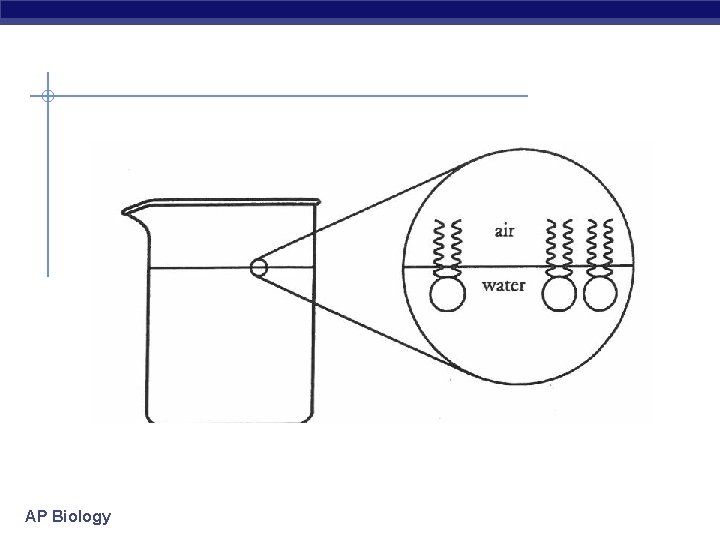 AP Biology 