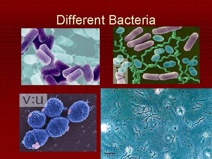 Different Bacteria 