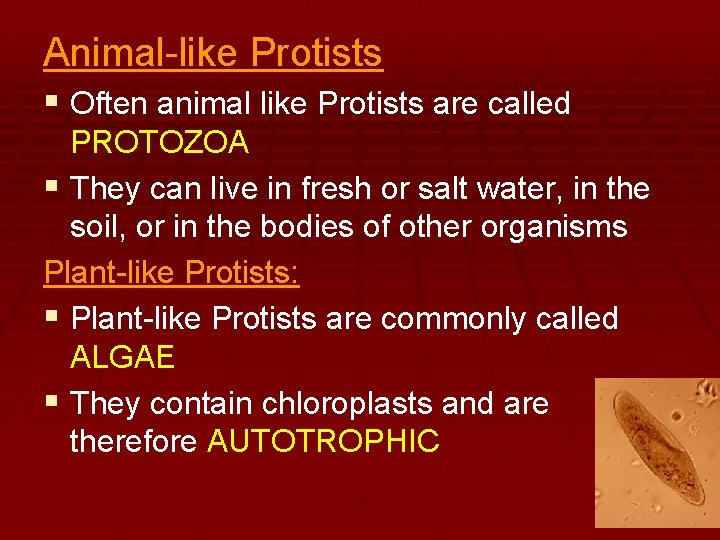 Animal-like Protists § Often animal like Protists are called PROTOZOA § They can live