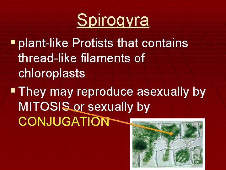 Spirogyra § plant-like Protists that contains thread-like filaments of chloroplasts § They may reproduce