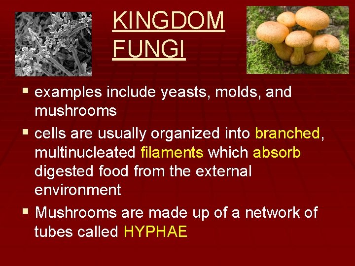 KINGDOM FUNGI § examples include yeasts, molds, and mushrooms § cells are usually organized