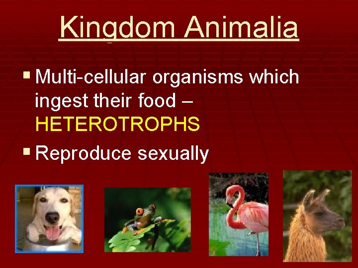 Kingdom Animalia § Multi-cellular organisms which ingest their food – HETEROTROPHS § Reproduce sexually