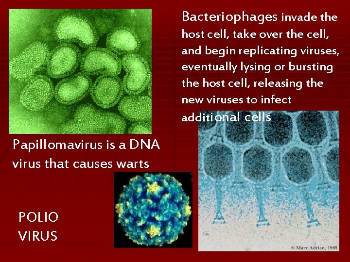Bacteriophages invade the host cell, take over the cell, and begin replicating viruses, eventually