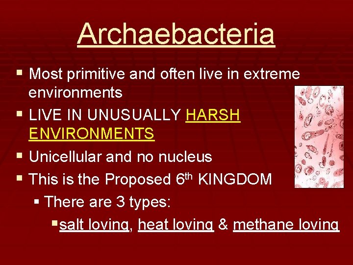 Archaebacteria § Most primitive and often live in extreme environments § LIVE IN UNUSUALLY
