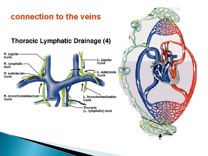 connection to the veins 