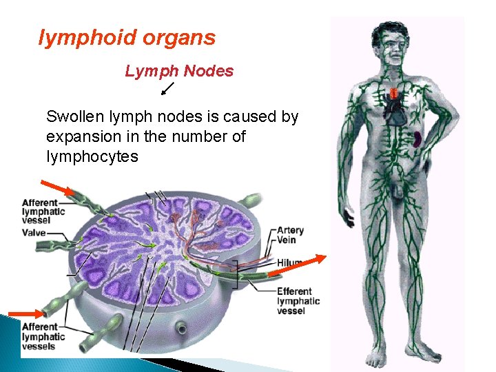 lymphoid organs Lymph Nodes Swollen lymph nodes is caused by expansion in the number