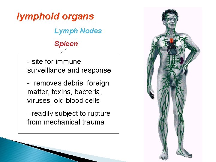 lymphoid organs Lymph Nodes Spleen - site for immune surveillance and response - removes