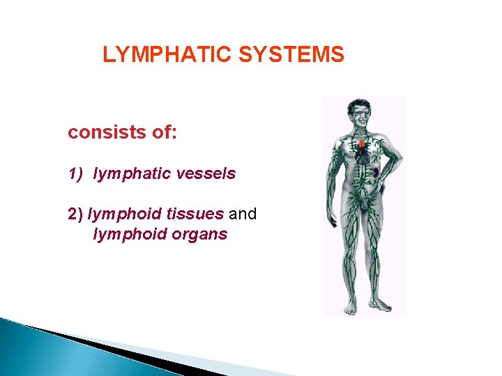 LYMPHATIC SYSTEMS consists of: 1) lymphatic vessels 2) lymphoid tissues and lymphoid organs 