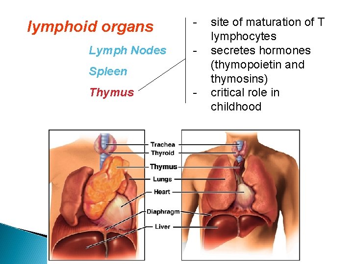 lymphoid organs Lymph Nodes Spleen Thymus - site of maturation of T lymphocytes -
