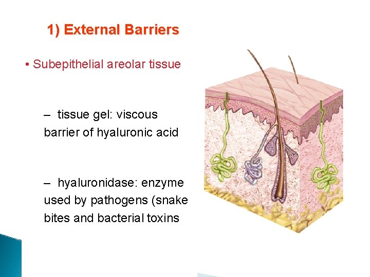 1) External Barriers � Skin • Subepithelial areolar tissue ◦ toughness of keratin –