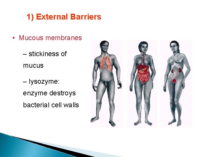 1) External Barriers • Mucous membranes – stickiness of mucus – lysozyme: enzyme destroys