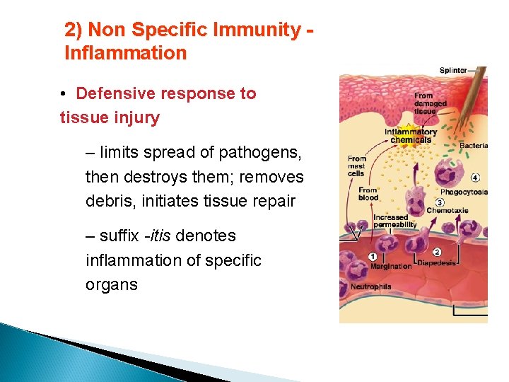 2) Non Specific Immunity Inflammation • Defensive response to tissue injury – limits spread