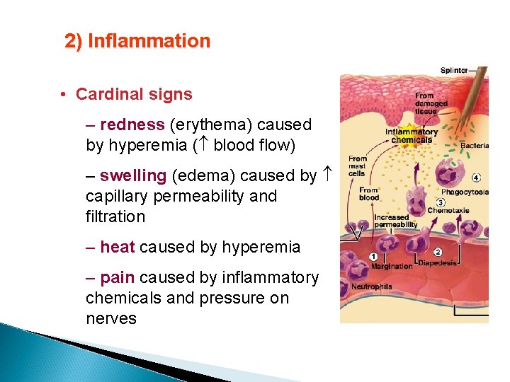 2) Inflammation • Cardinal signs – redness (erythema) caused by hyperemia ( blood flow)