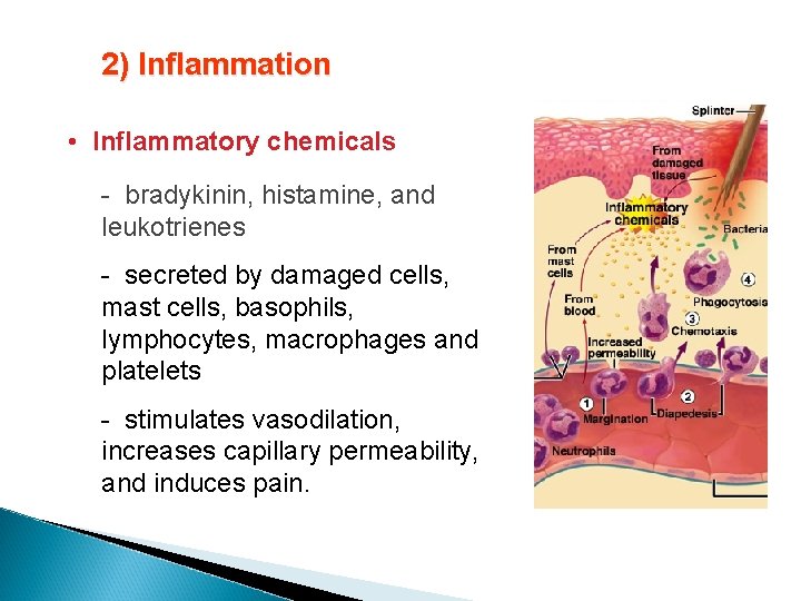 2) Inflammation • Inflammatory chemicals - bradykinin, histamine, and leukotrienes - secreted by damaged