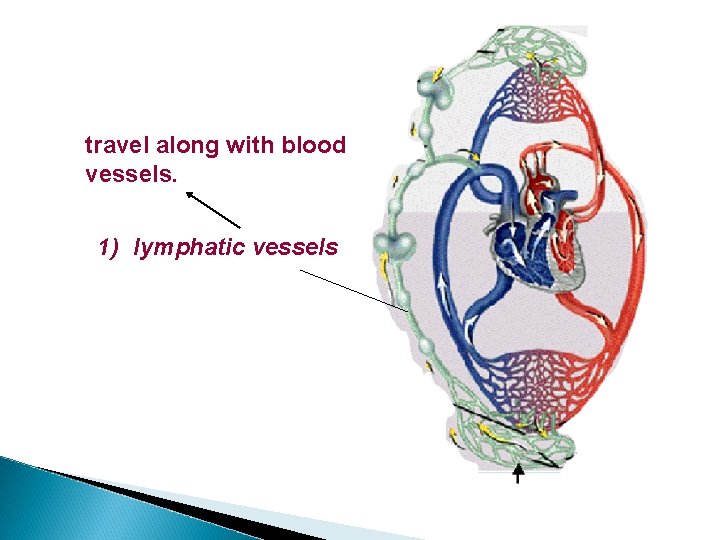 travel along with blood vessels. 1) lymphatic vessels 