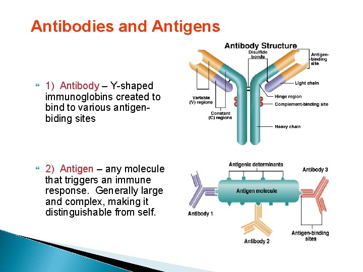 Antibodies and Antigens 1) Antibody – Y-shaped immunoglobins created to bind to various antigenbiding