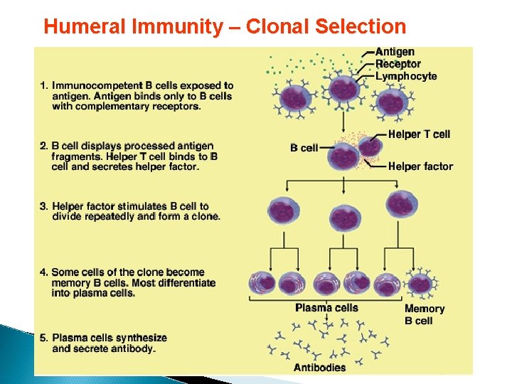 Humeral Immunity – Clonal Selection 