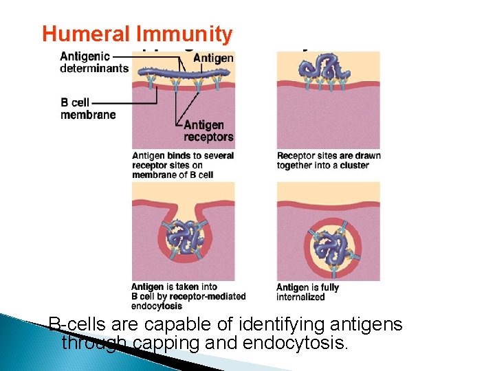 Humeral Immunity B-cells are capable of identifying antigens through capping and endocytosis. 