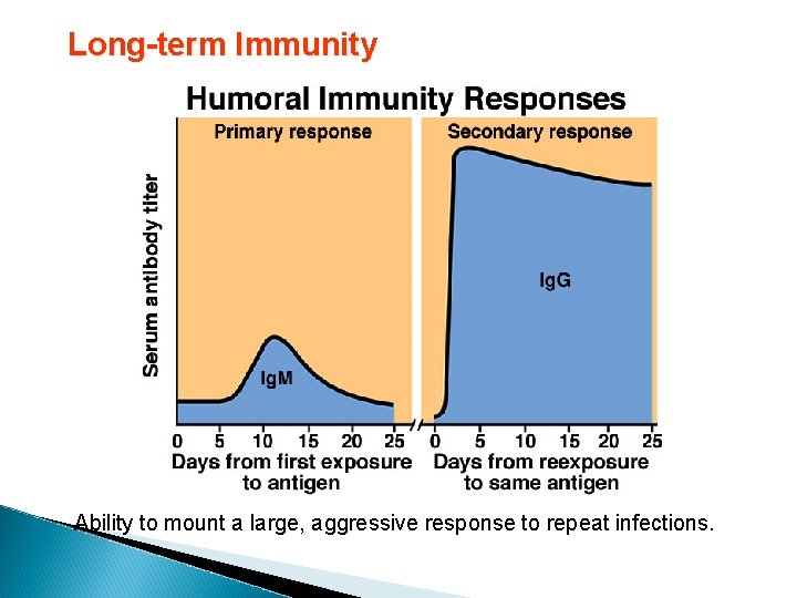 Long-term Immunity Ability to mount a large, aggressive response to repeat infections. 