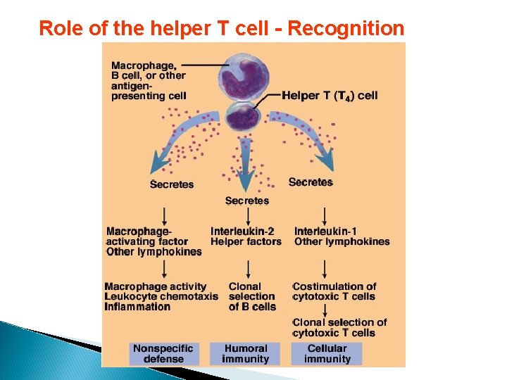 Role of the helper T cell - Recognition 