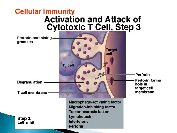 Cellular Immunity 