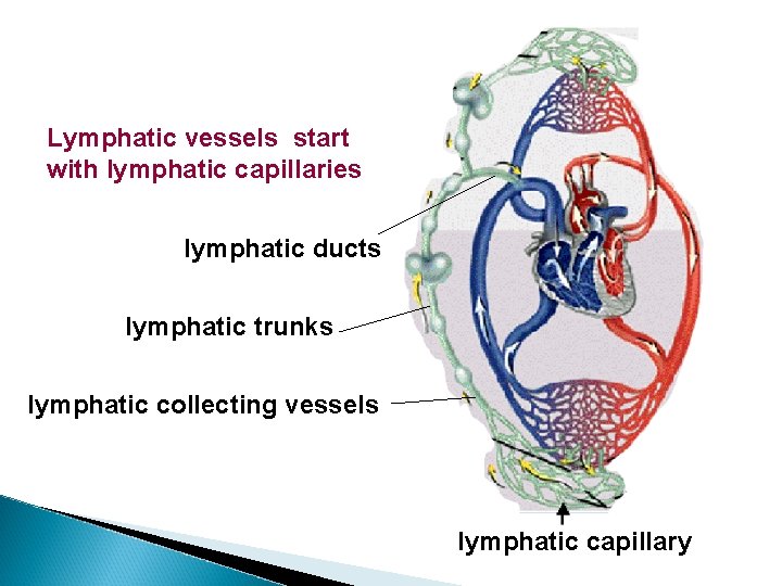 Lymphatic vessels start with lymphatic capillaries lymphatic ducts lymphatic trunks lymphatic collecting vessels lymphatic
