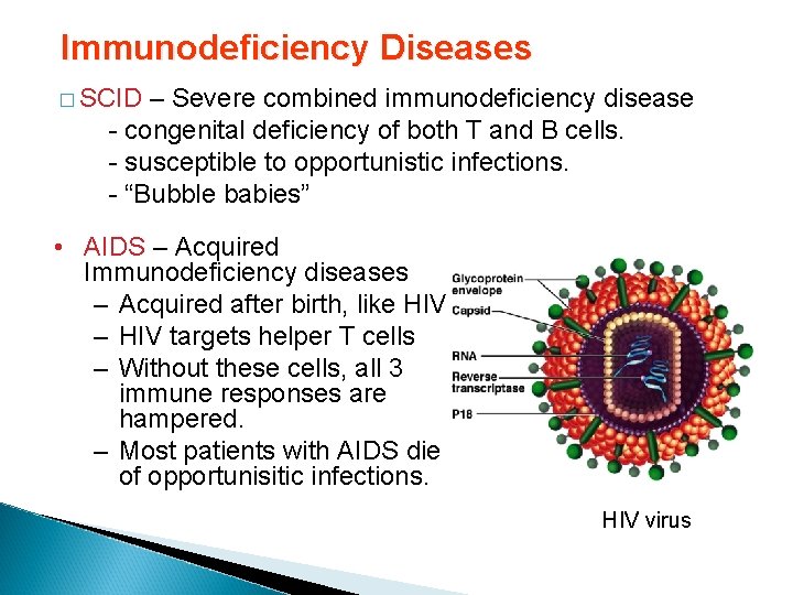 Immunodeficiency Diseases � SCID – Severe combined immunodeficiency disease - congenital deficiency of both