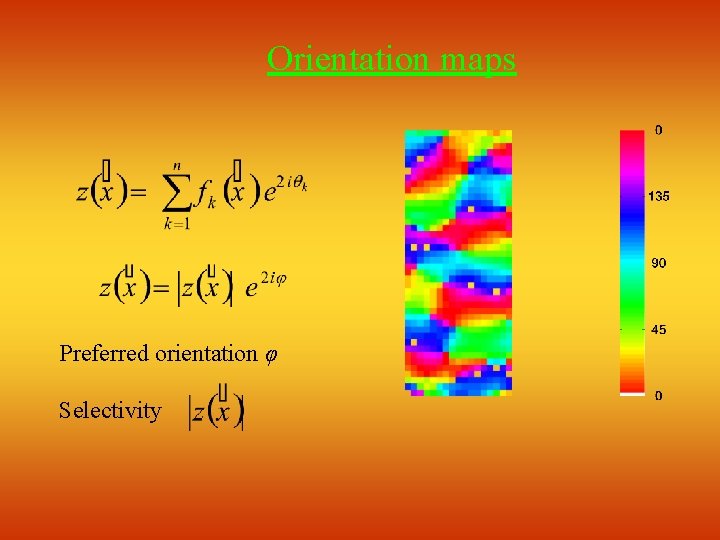 Orientation maps Preferred orientation φ Selectivity 