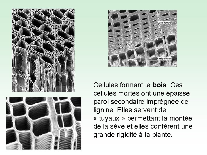 Cellules formant le bois. Ces cellules mortes ont une épaisse paroi secondaire imprégnée de