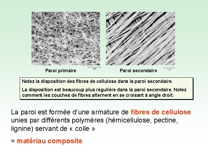 Paroi primaire Paroi secondaire Notez la disposition des fibres de cellulose dans la paroi