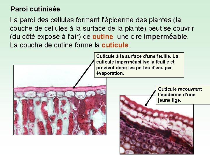 Paroi cutinisée La paroi des cellules formant l’épiderme des plantes (la couche de cellules