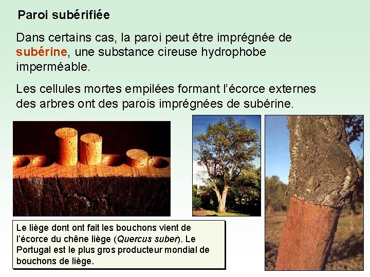 Paroi subérifiée Dans certains cas, la paroi peut être imprégnée de subérine, une substance