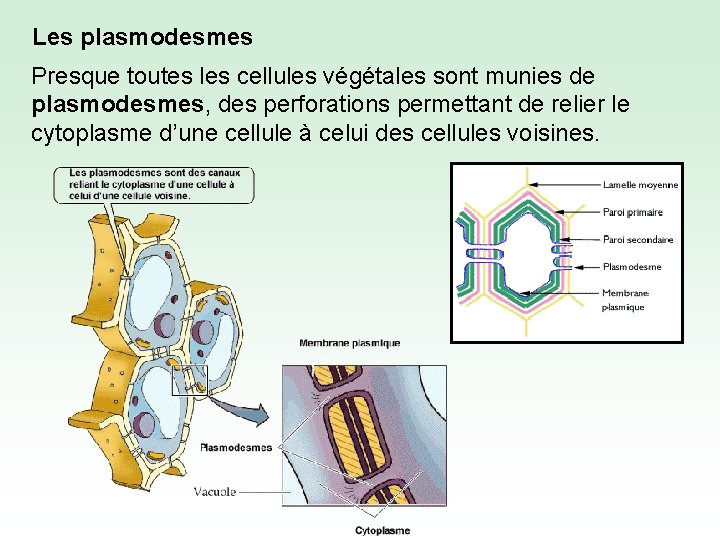 Les plasmodesmes Presque toutes les cellules végétales sont munies de plasmodesmes, des perforations permettant