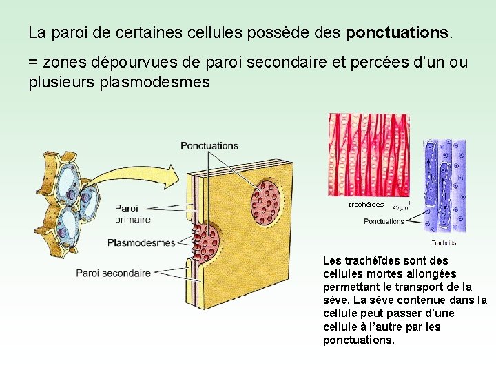 La paroi de certaines cellules possède des ponctuations. = zones dépourvues de paroi secondaire