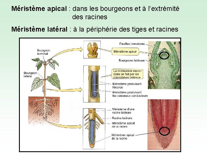 Méristème apical : dans les bourgeons et à l’extrémité des racines Méristème latéral :