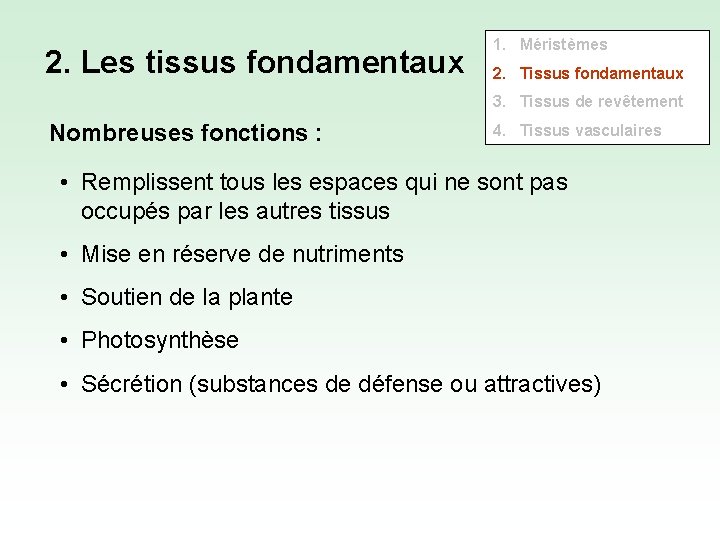 2. Les tissus fondamentaux 1. Méristèmes 2. Tissus fondamentaux 3. Tissus de revêtement Nombreuses