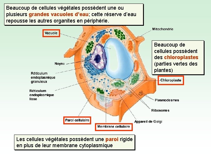 Beaucoup de cellules végétales possèdent une ou plusieurs grandes vacuoles d’eau; cette réserve d’eau