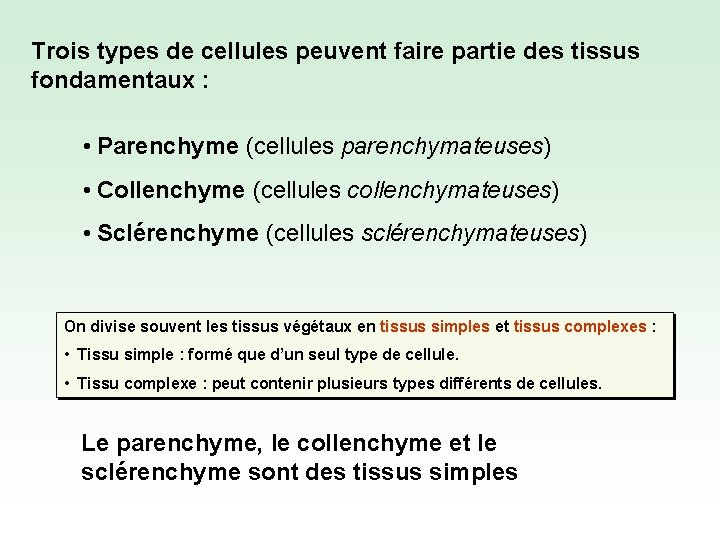 Trois types de cellules peuvent faire partie des tissus fondamentaux : • Parenchyme (cellules
